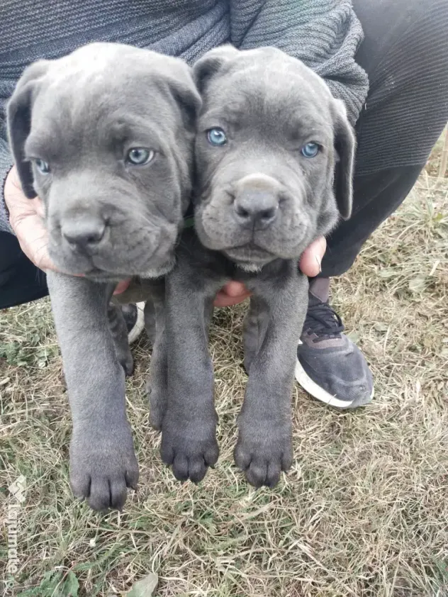 De vânzare pui Cane Corso