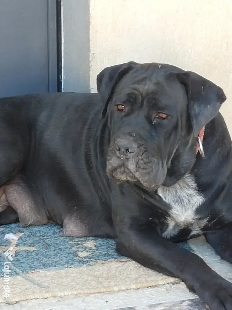 De vânzare pui Cane Corso
