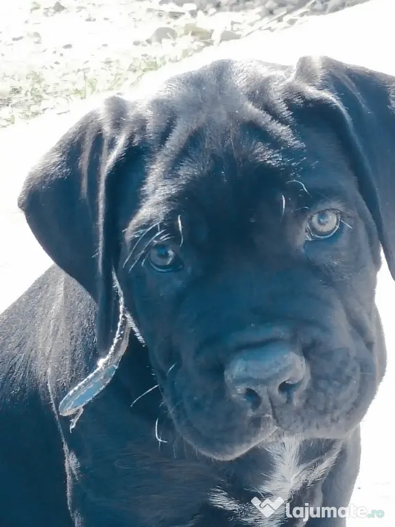 De vânzare pui Cane Corso