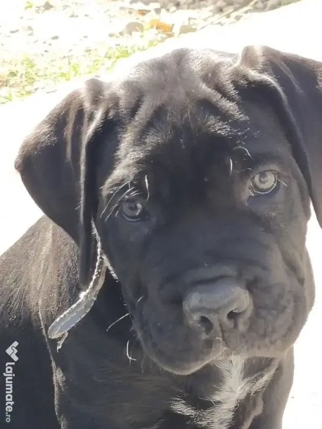 De vânzare pui Cane Corso