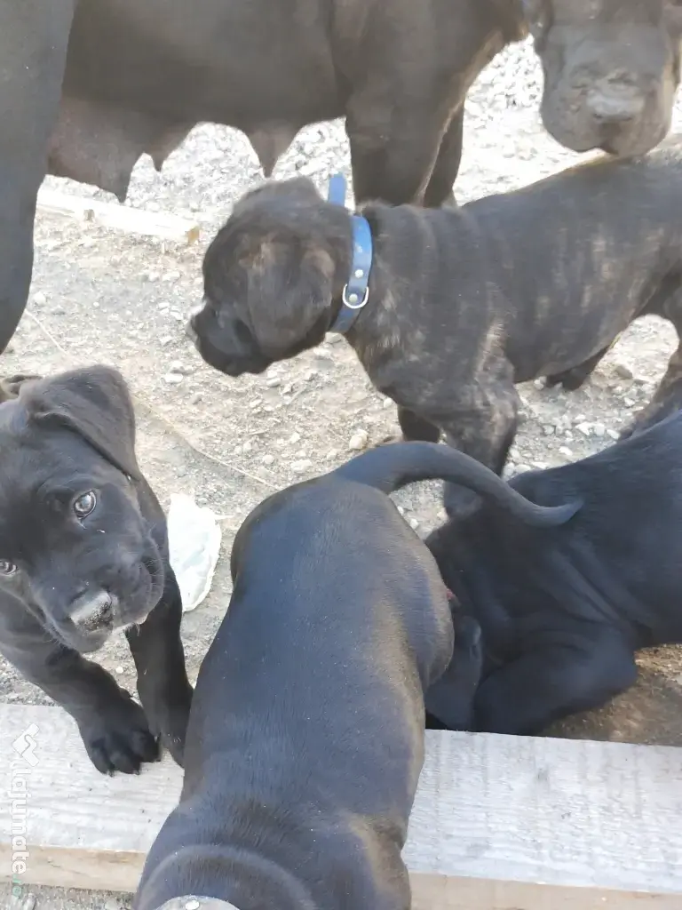 De vânzare pui Cane Corso