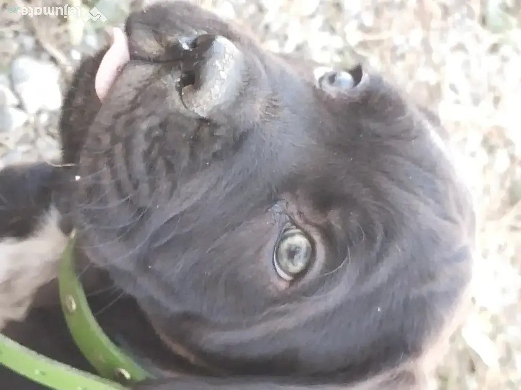 De vânzare pui Cane Corso