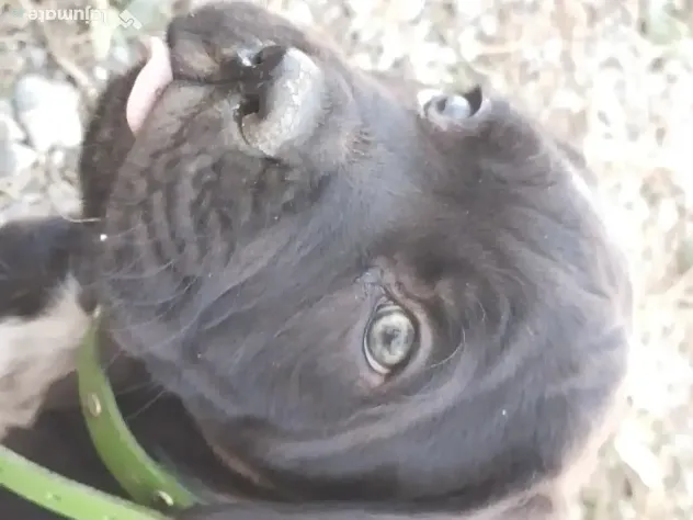 De vânzare pui Cane Corso
