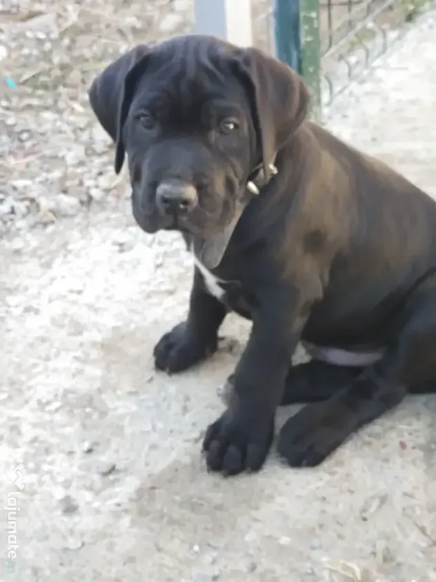 De vânzare pui Cane Corso