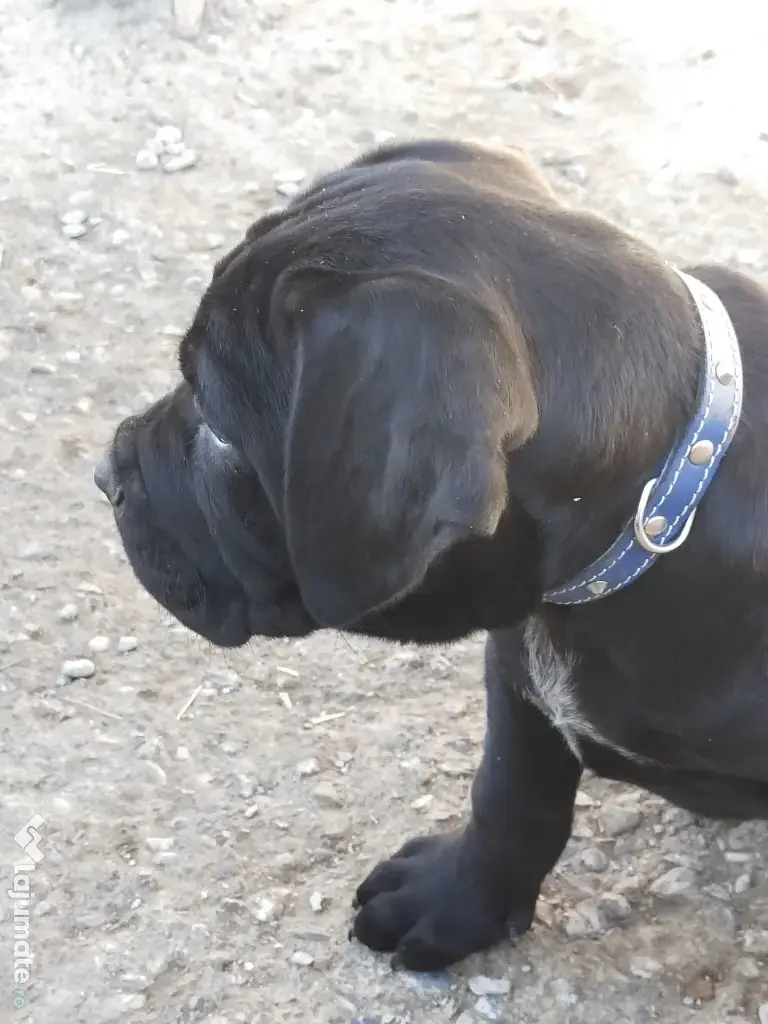 De vânzare pui Cane Corso