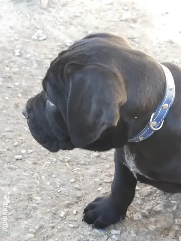 De vânzare pui Cane Corso
