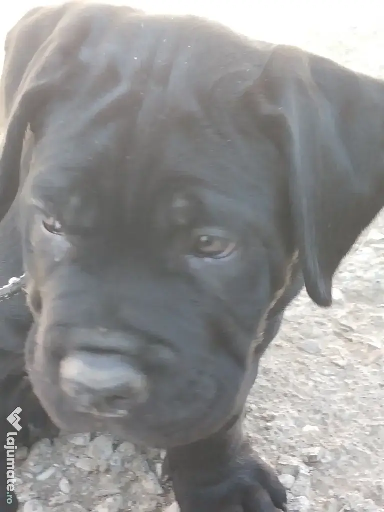 De vânzare pui Cane Corso