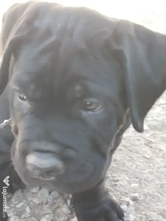 De vânzare pui Cane Corso
