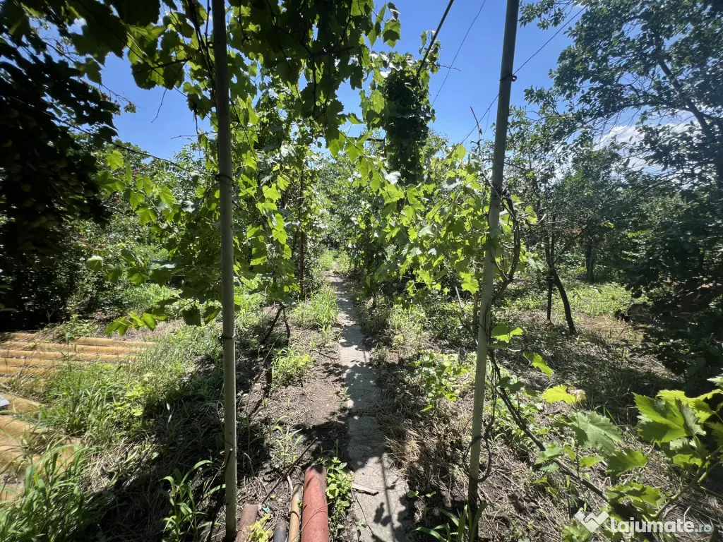 Casa de caramida, cu teren 739 mp- zona Mehala Timisoara - Timisoara (Timis)