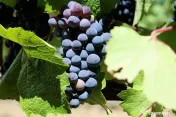 Vand vin din recolta 2026 