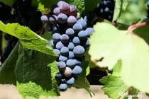 Vand vin din recolta 2026