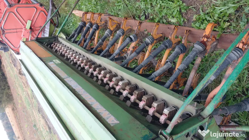 Semanatoare Amazone 3 m