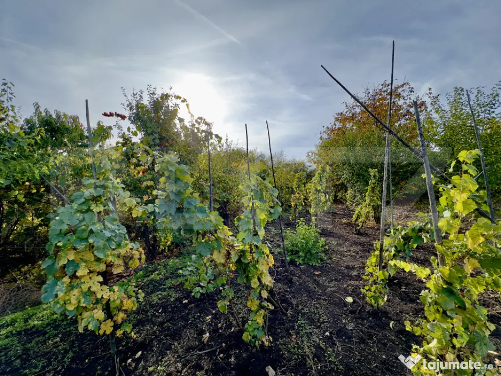 ???? Casă de vânzare în Cut, județul Alba – liniște, - Sebes (Alba)