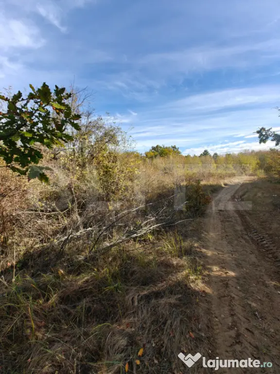 Teren intravilan 5.000 mp | Deschidere 60 m | Potential inve - Babana (Arges)