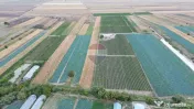 Vita de vie struguri de masa 12h irigabil Tifesti