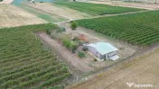 Vita de vie struguri de masa 12h irigabil Tifesti