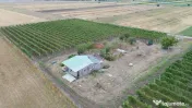 Vita de vie struguri de masa 12h irigabil Tifesti