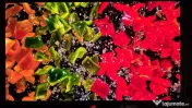 Monitor oled XG27UCDMG 4K