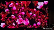 Monitor oled XG27UCDMG 4K