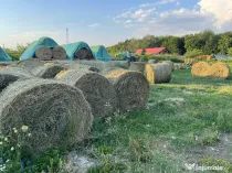 Baloti de lucerna ecologica infoliata - semifân, siloz și fan - uscata