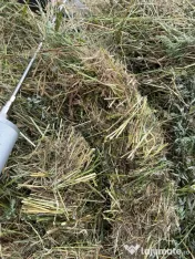 Baloti de lucerna ecologica infoliata - semifân, siloz și fan - uscata