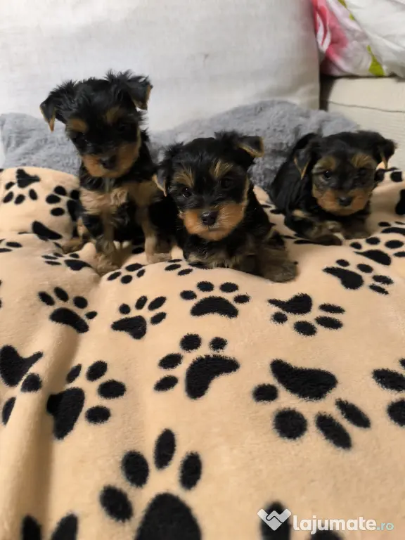 Yorkshire terrier