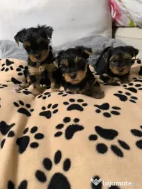 Yorkshire terrier 