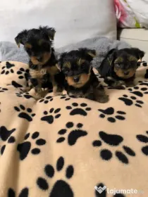 Yorkshire terrier
