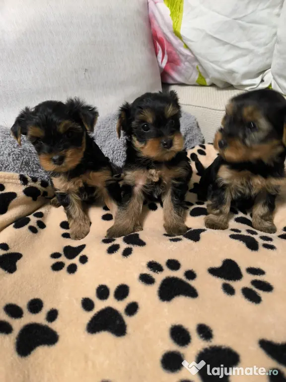 Yorkshire terrier
