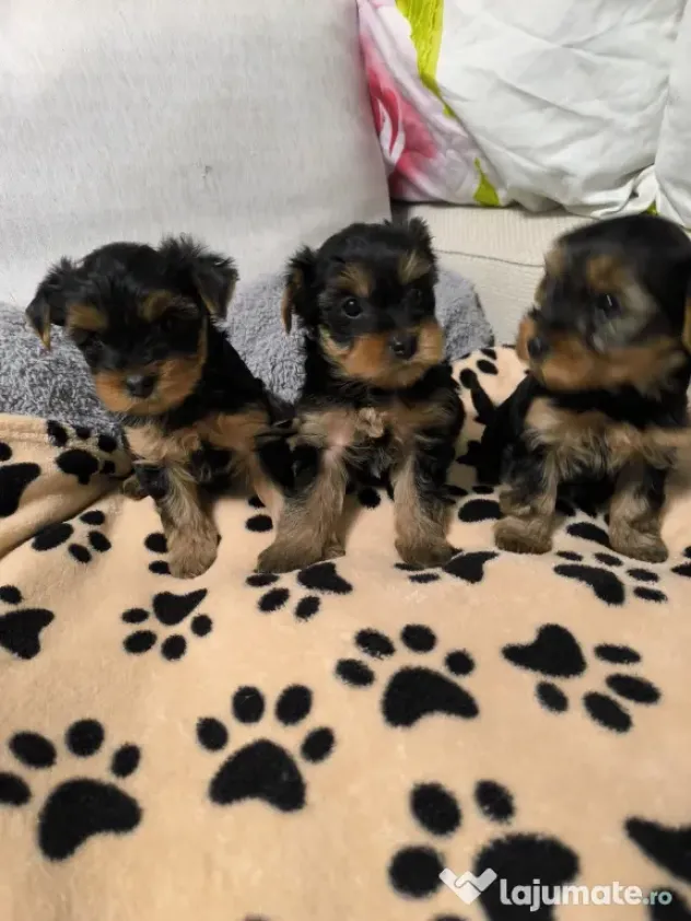 Yorkshire terrier