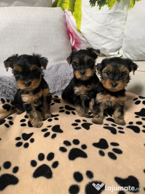 Yorkshire terrier