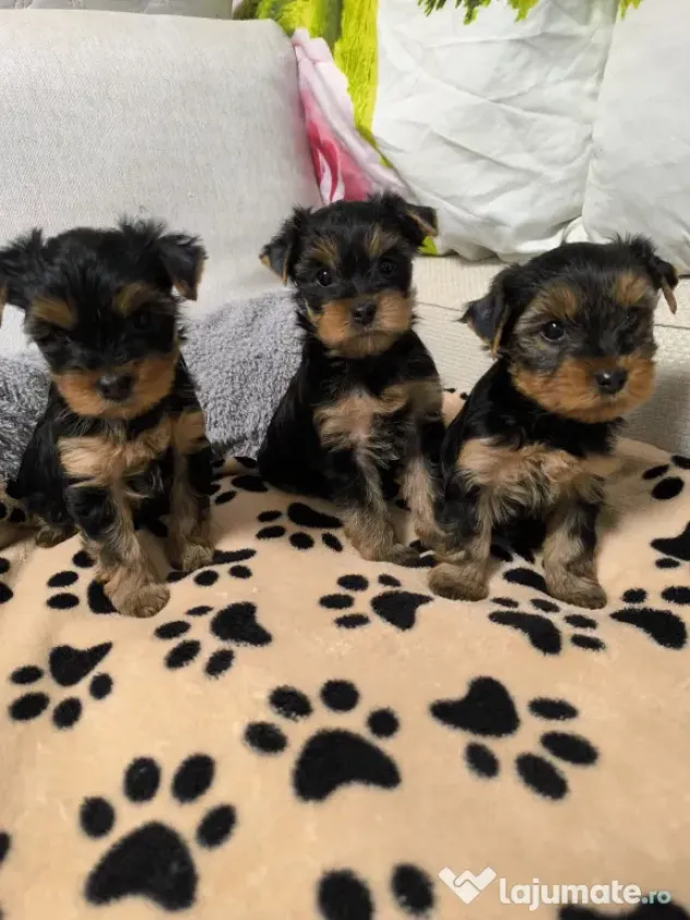 Yorkshire terrier
