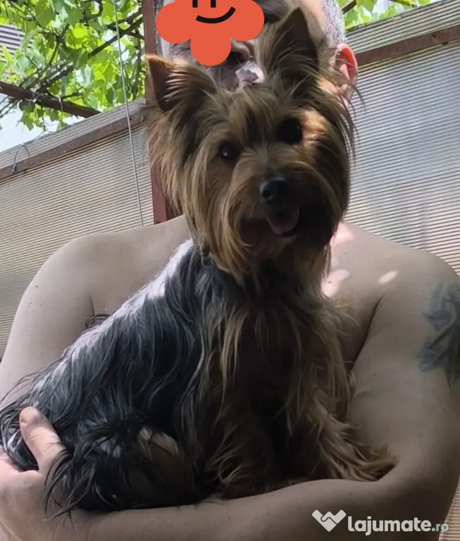 Yorkshire terrier