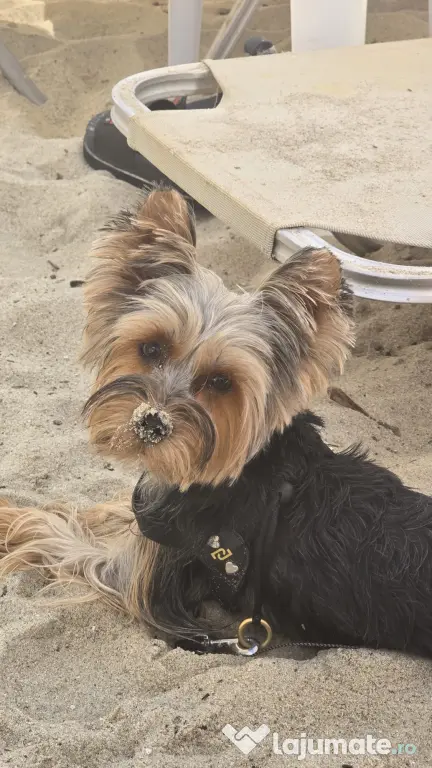 Yorkshire terrier