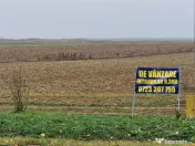 Teren intr 9,3 HA, Gepiu , front la DN Arad-175 ml 