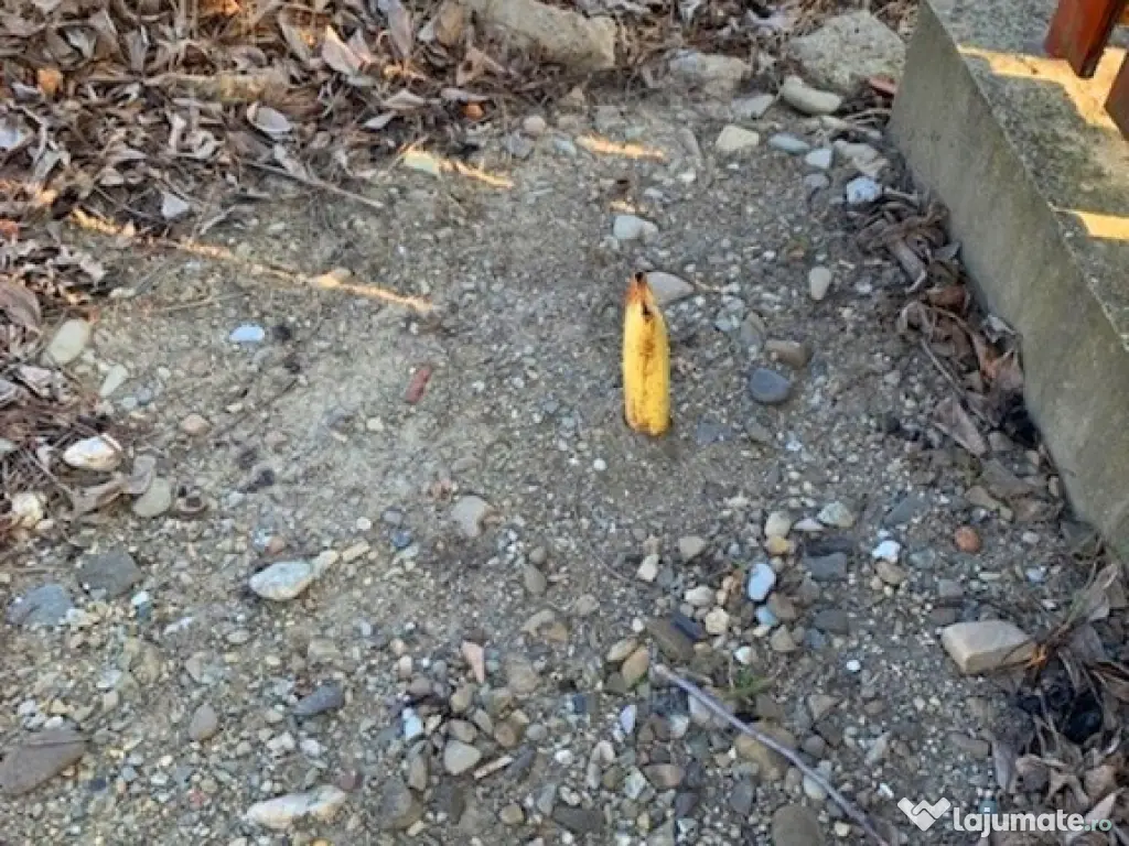 Teren intravilan Piatra Neamt