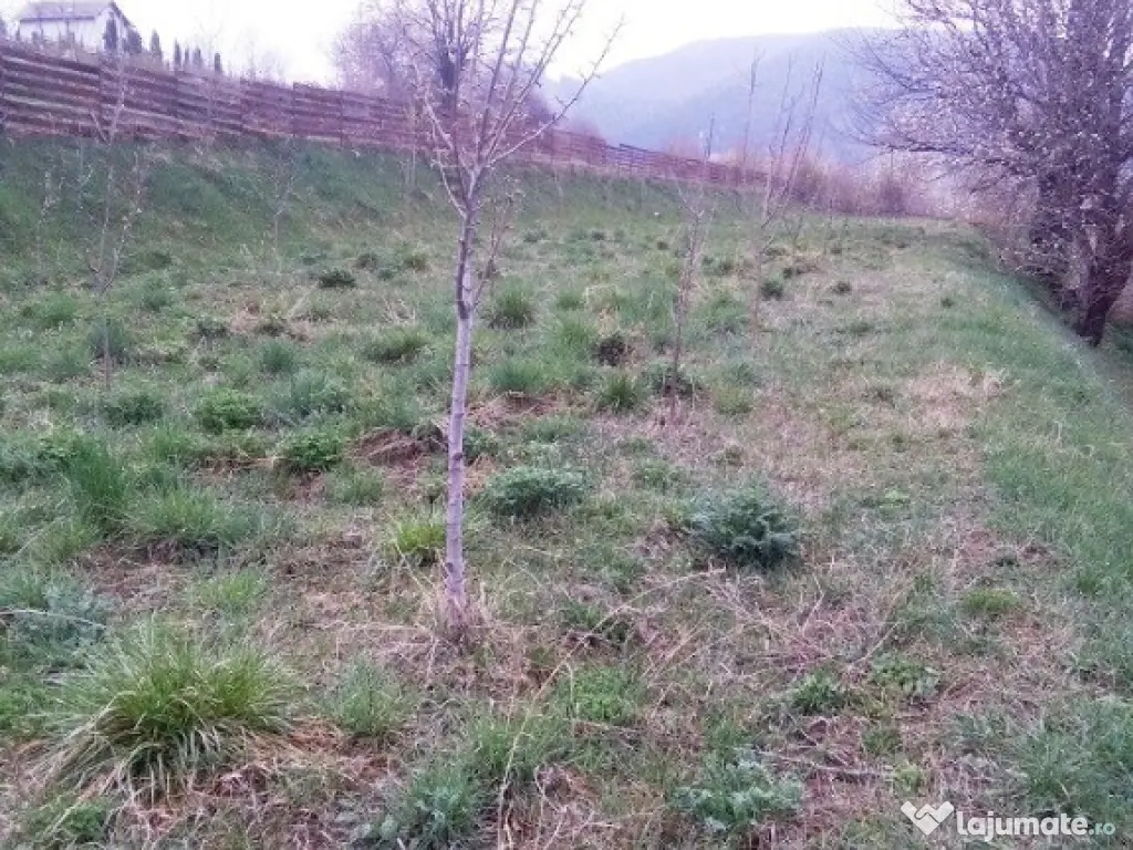 Teren Alexandru cel Bun