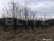 Teren intravilan, 1037 mp, Viforata