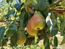 Teren extravilan de vanzare 2603 mp, zona IPL