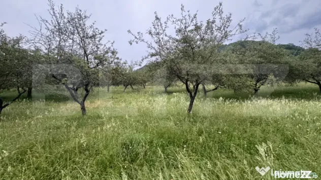 Teren extravilan 24.150 mp in zona Dorolea