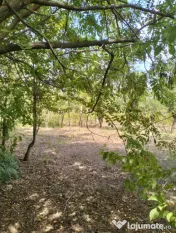 Teren 4975 mp situat in intravilanul satului Belciug, Dragan 