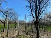 Teren 4975 mp situat in intravilanul satului Belciug, Dragan 