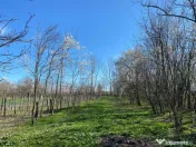 Teren 4975 mp situat in intravilanul satului Belciug, Dragan 