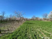 Teren 4975 mp situat in intravilanul satului Belciug, Dragan 