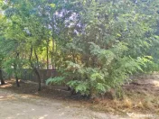 Teren 4975 mp situat in intravilanul satului Belciug, Dragan 