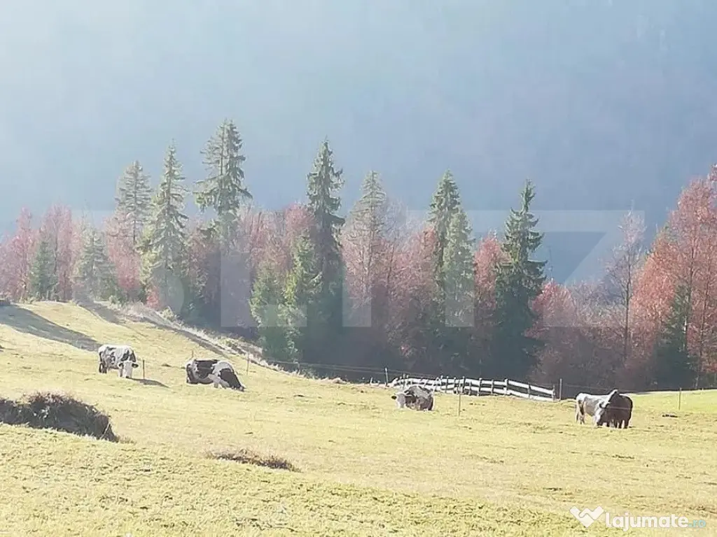 Teren de vanzare, Scarisoara, ideal pentru cabana