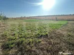 Teren extravilan, 500 mp, Oarda de Jos
