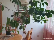 Apartament cu 3 camere decomandate Zona Ultracentrala 