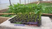 Rasad tomate, rosii, castraveti, ardei, vinete, varza - rasaduri 2026 