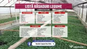 Rasad tomate, rosii, castraveti, ardei, vinete, varza - rasaduri 2026 
